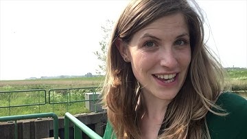 Jaar van de huiszwaluw - Bescherming