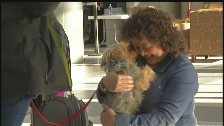 Dog Missing for Months, Found in Wisconsin, Returns Home to Arizona