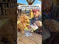 Follow + Comment RELIEF & I’ll send the recipe #dogsofusa #healthydog #doghealth #itchypaws #usa🇺🇸