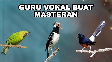 Masteran Isian || Cucak Ijo vs Jalak Suren vs Murai