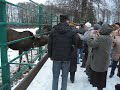 Сумароковская лосиная ферма