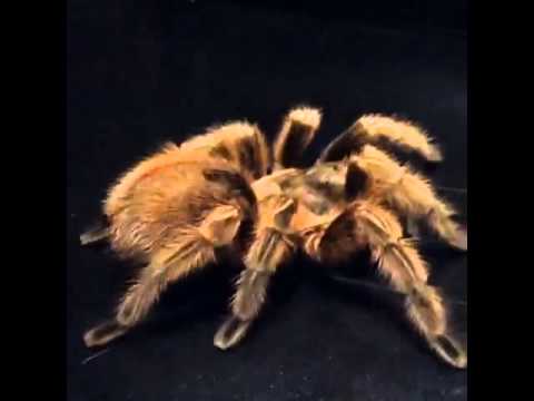 roseola Tarantula and reticulated python