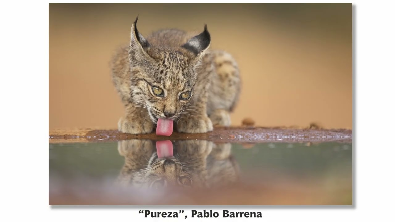 V ARGAZKI LEHIAKETA SOPELA / V CONCURSO FOTOGRAFICO DE SOPELA