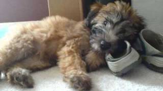 Soft Coated Wheaten Terrier growing up. From puppy to adulthood. Very cute timeline.