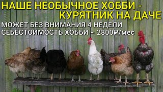 Наше необычное хобби / КУРЯТНИК НА ДАЧЕ на 25 кур