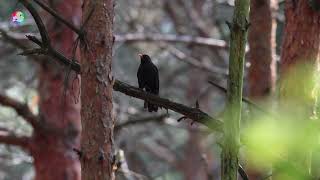 Дрозд чёрный | Голоса птиц | Весенний лес