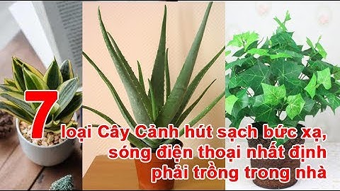 7 loại Cây Cảnh hút sạch bức xạ, sóng điện thoại nhất định phải trồng trong nhà