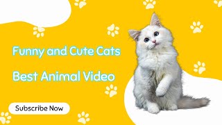 Funny and cute cats