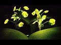 Plantes lumineuses