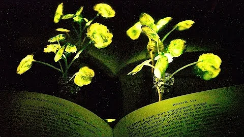 Glowing plants - DayDayNews