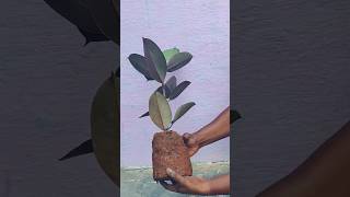 rubberplant repotting elastica ficusplant unboxing plants shorts shortviral viral garden