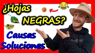 ✅3 CAUSAS y SOLUCIONES 💥 Por que se ponen las HOJAS NEGRAS en las Plantas ❌