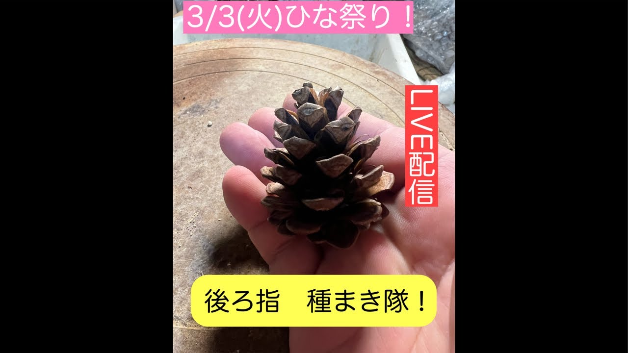 まるなかBONSAI がライブ配信中！