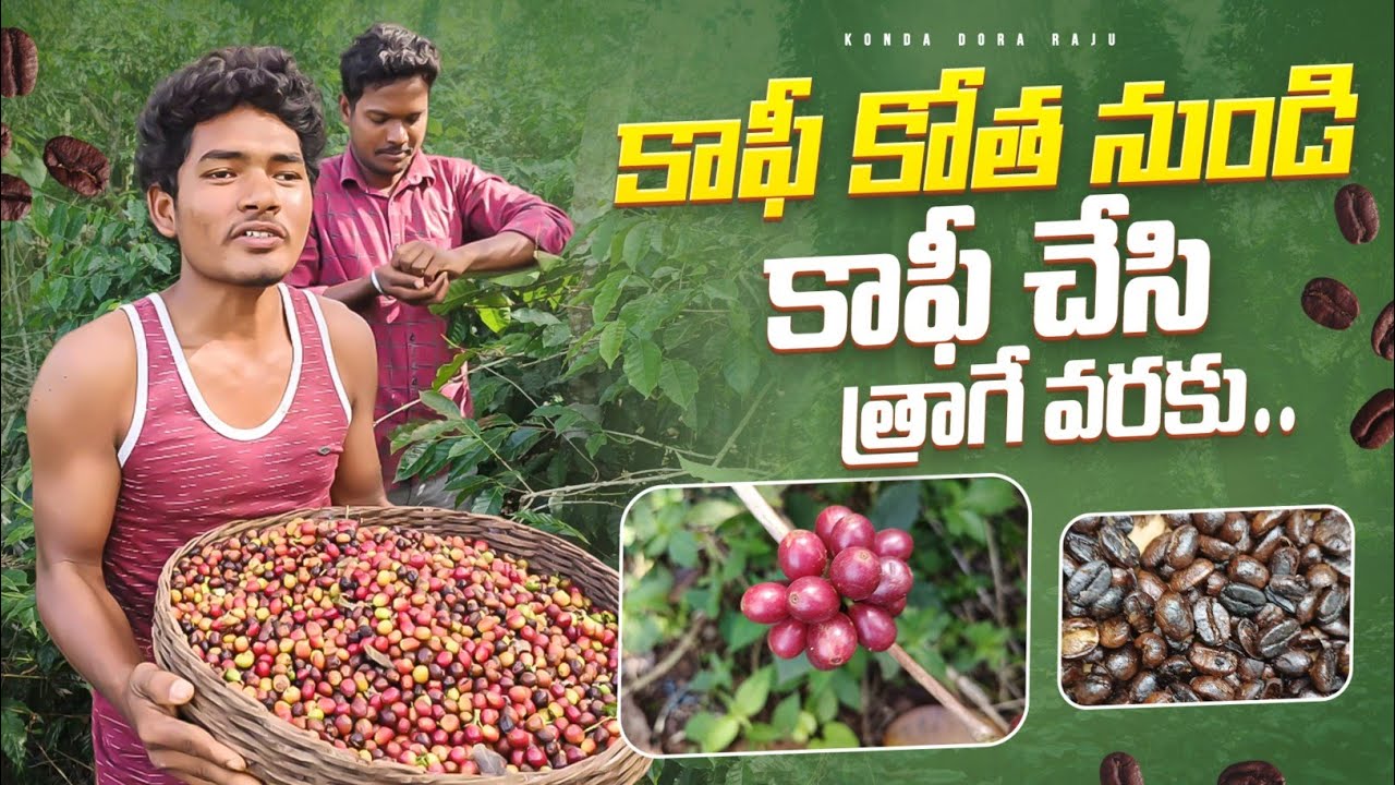 కాఫీ పళ్ళు కోత కాలం నుండి కాఫీ త్రాగే వరకు||coffee nuts harvesting by tribal  konda dora raju