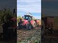 Trator massey Ferguson 4292 fazendo a silagem de milho #trator #pecuarista #agro