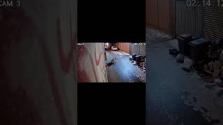 #animals #cctvfootage #cameracaught