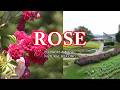 [Nature Sounds / ASMR] Beautiful Red Rose Swaying in the Breeze - Calming Ambient Music