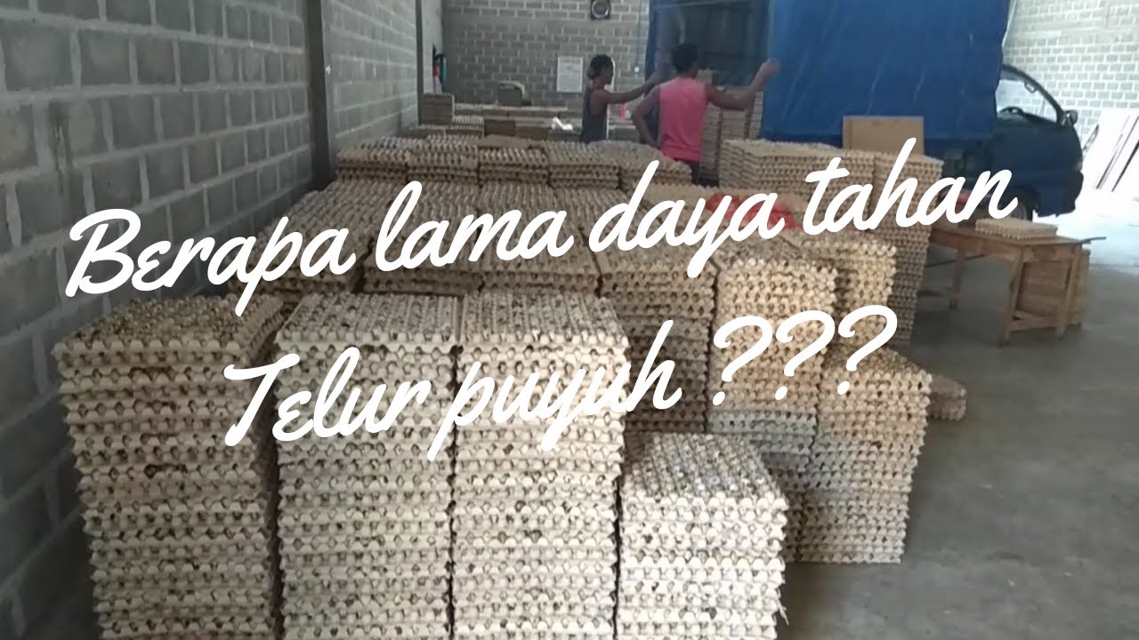  Berapa  lama  daya tahan  telur puyuh YouTube