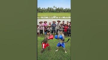 Fight between cat and monkey #cat #monkey #ai #shorts