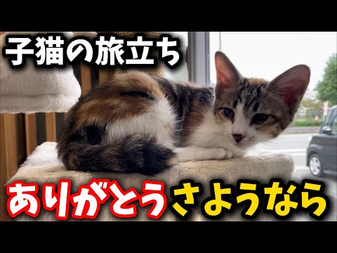 三毛猫様♡ありがとうございます♡ こちらは2024年バージョン🌻 愛と可愛さ溢れる💕 AnkoとKinakoの