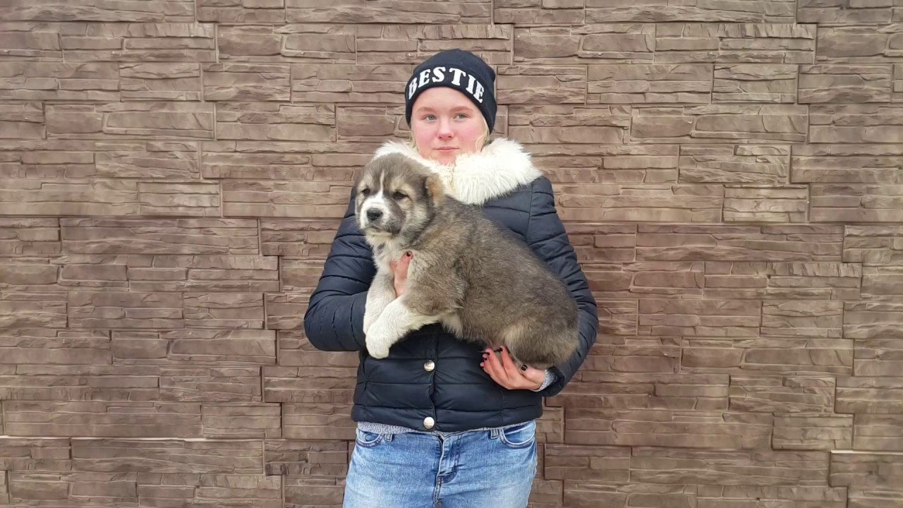 СУРДАН КАРАШ ИНГАРД (РЕЗЕРВ) - YouTube