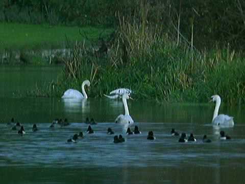 A Passion For Angling 2 - In Search of Salmon & Au...