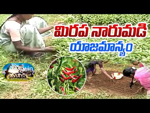 మిరప నారుమడి యాజమాన్యం | Successful Chilli Crop Management Techniques | Matti Manishi | 10TV - 10TVNEWSTELUGU