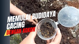 MEMULAI BUDIDAYA CACING DARI KOKON (TELUR CACING)