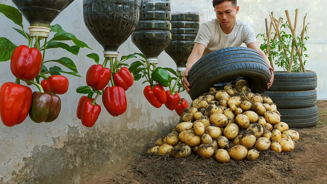 It's a pity if you don't know this home gardening method - Big and many tubers