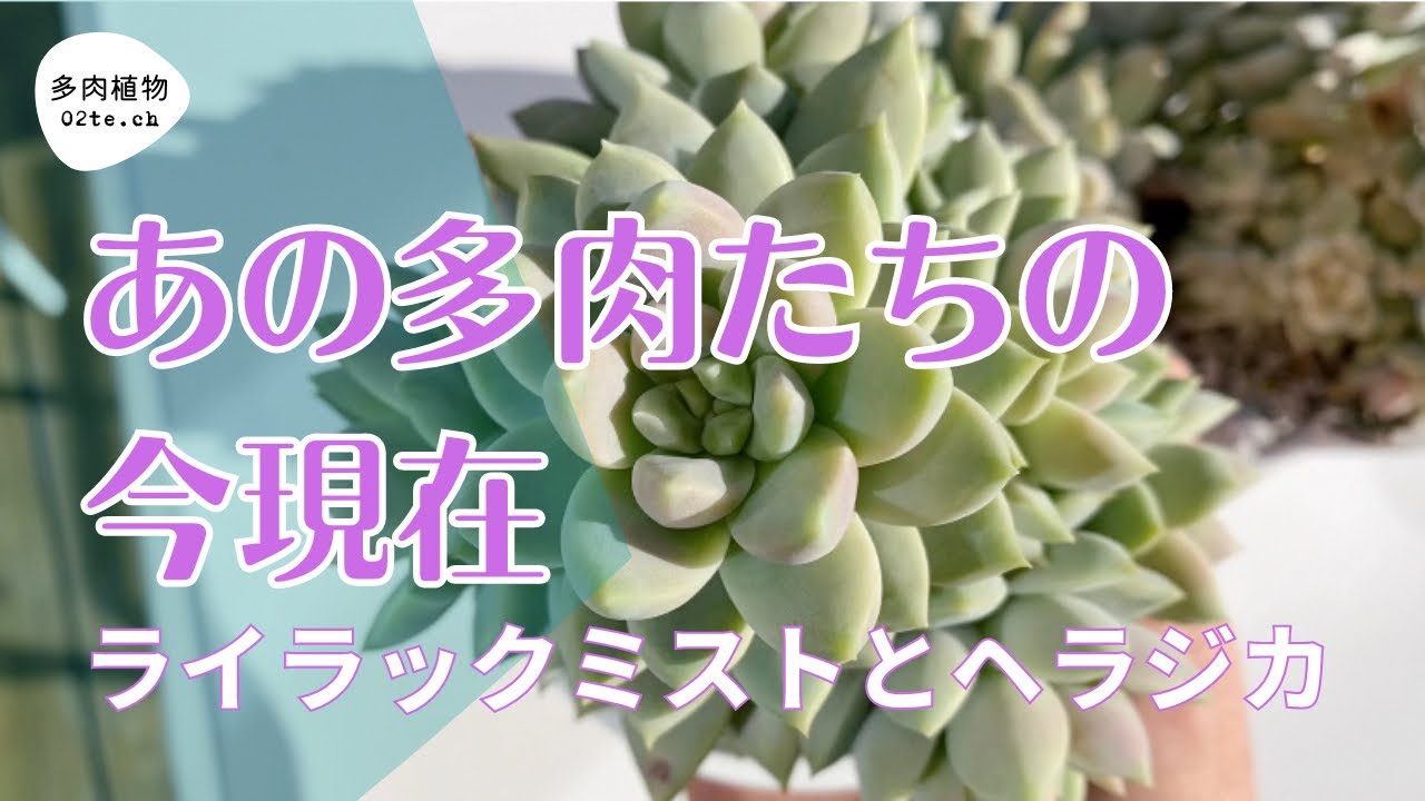多肉植物#91】そういえばシリーズ😆あの多肉たちの今現在です。 - YouTube