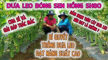 BẤM NGỌN TRÊN CÂY DƯA LEO NÊN HAY KHÔNG? LÀM SAO ĐỂ DƯA LEO ĐẠT NĂNG SUẤT CAO NHẤT - DƯA LEO SH80