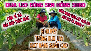 BẤM NGỌN TRÊN CÂY DƯA LEO NÊN HAY KHÔNG? LÀM SAO ĐỂ DƯA LEO ĐẠT NĂNG SUẤT CAO NHẤT - DƯA LEO SH80