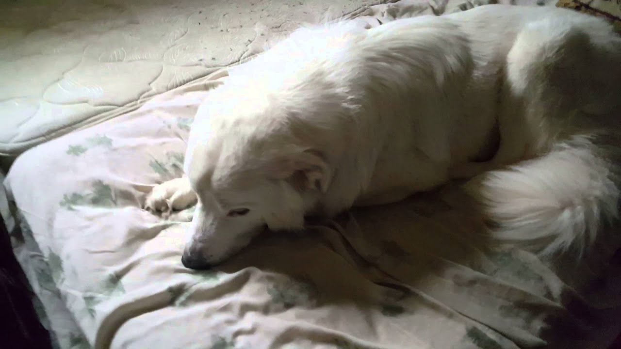 Dog steals my spot on my bed YouTube