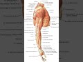 Anatomia dos membros superiores #2