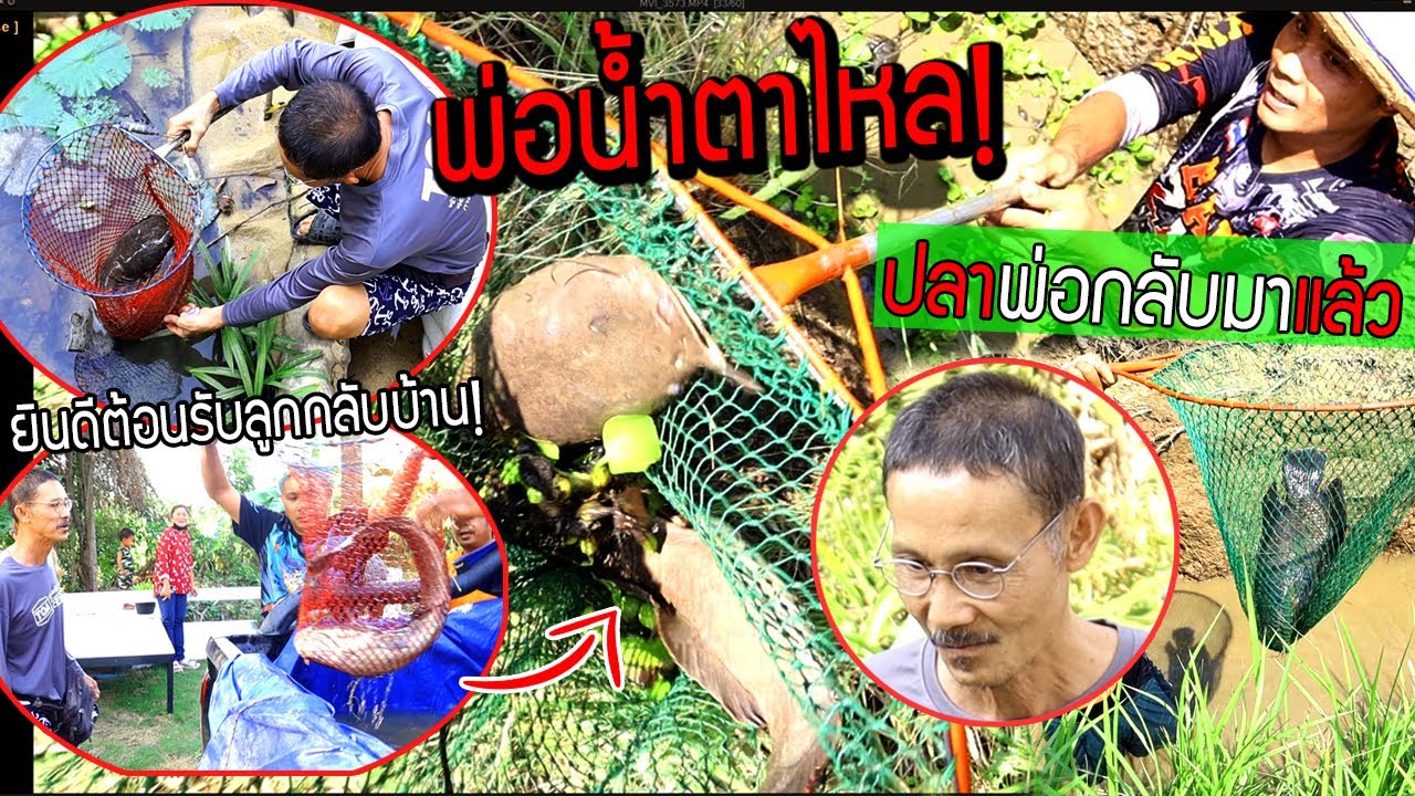 พาปลายักษ์พ่อกลับมาแล้ว!!!  พ่อดีใจน้ำตาไหลยินดีต้อนรับลูกๆกลับบ้าน