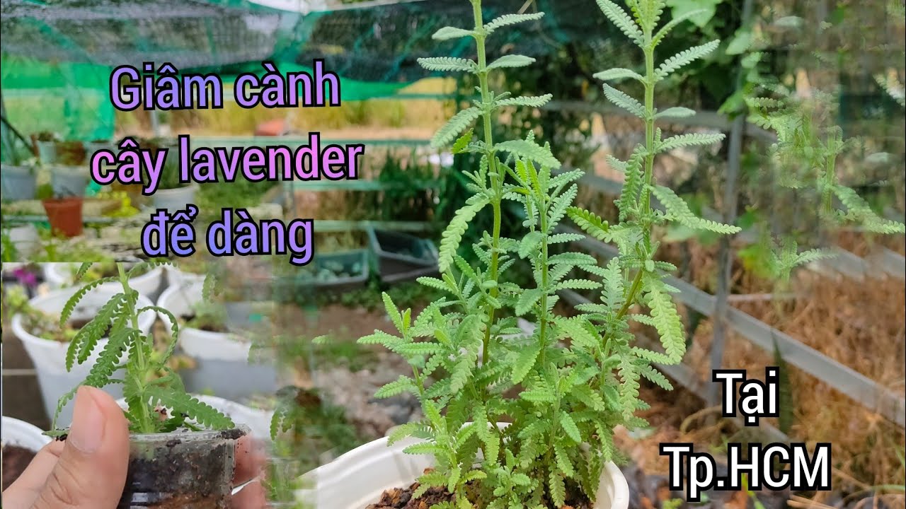 Hướng dẫn Giâm cành Lvender (oải hương) dể dàng | Lavender