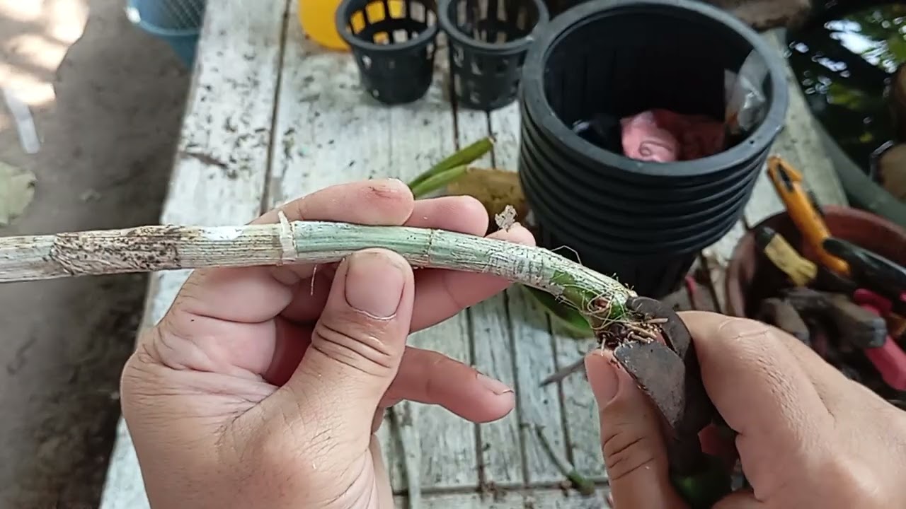 ขยายพันธุ์ผ่าลำกล้วยไม้หวาย 🌱🌱