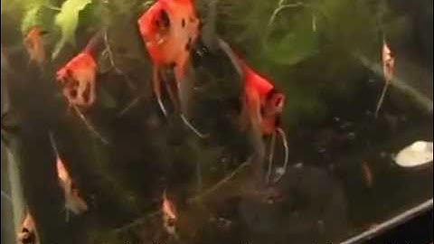 Hồ Cá Koi Angelfish - Thiên Đường Cá Cảnh