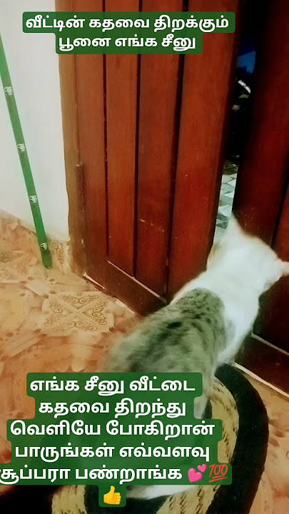 #shortvideos எங்க புள்ள சீனு வீட்டை கதவை திறந்து வெளியே போகும் காட்சி #👍👍💯💯