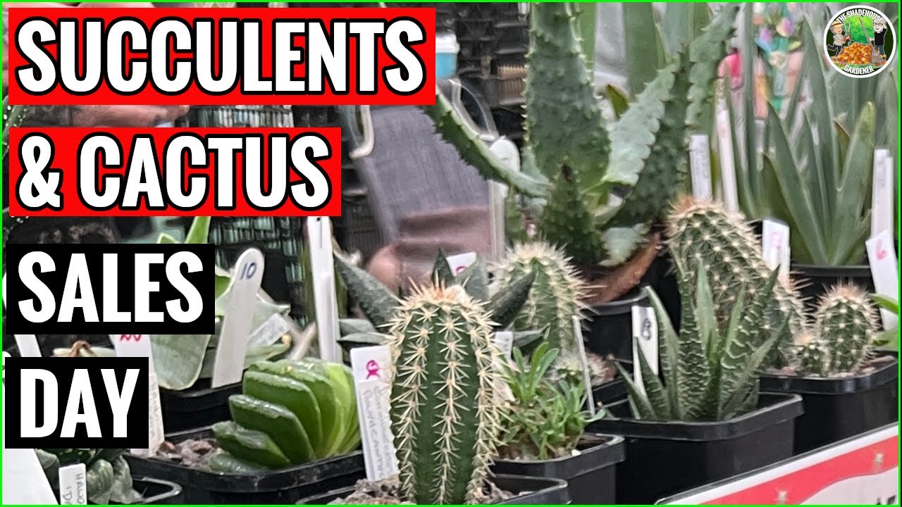 Succulents And Cactus Sales Day