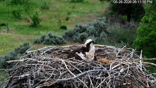2026 Osprey Cam