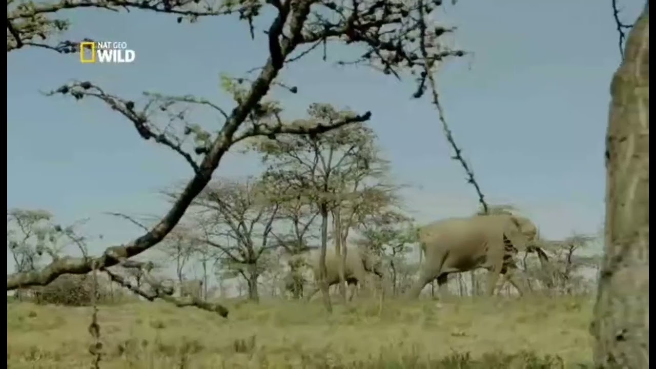 support audiovisuel 5ap présenter l'éléphant.