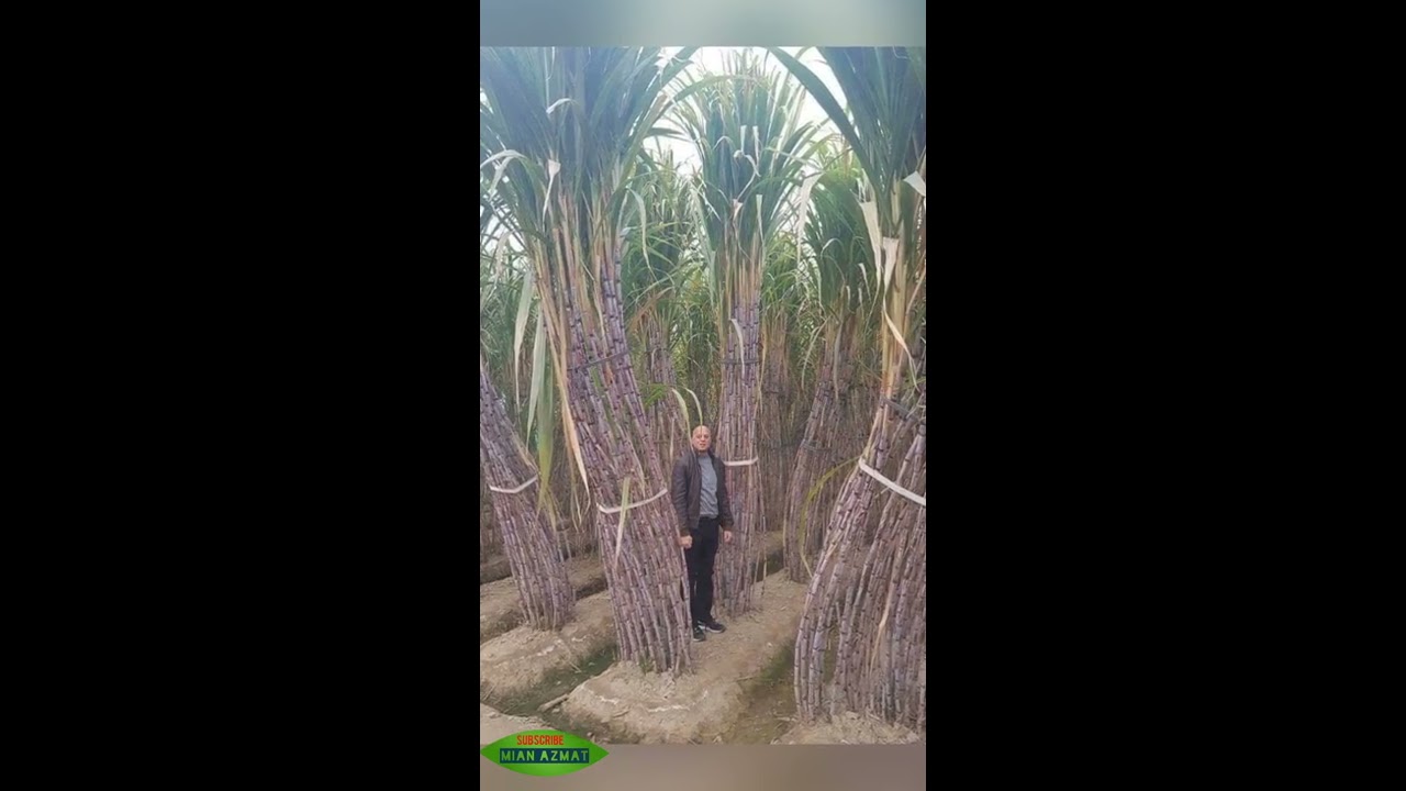 Increasing Productivity of Sugarcane by Ring Pit Method of Cultivation