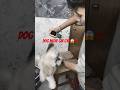 Aaj to me bach gya 😱🤯. || #pets #shorts #viral #puppy #video