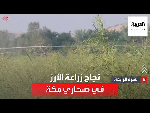 نشرة الرابعة متحديا الطبيعة سعودي ينجح في زراعة الأرز في صحاري مكة