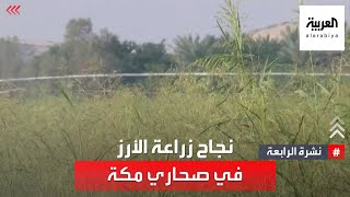 نشرة الرابعة | متحديا الطبيعة.. سعودي ينجح في زراعة الأرز في صحاري مكة