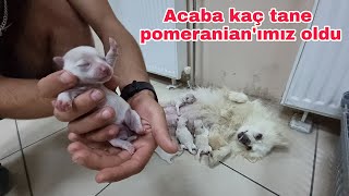 pomeranian boo SICAGI SICAGINA DOGUM