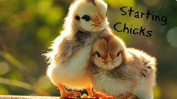 Offgrid Chicken Brooder!?!!