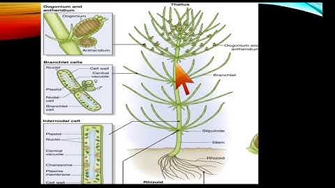 Alteration of Generations and Taxonomic Position of Chara/Green Algae/B.Sc. Botany Lectures