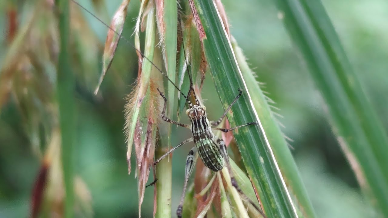 Life of an Insect-Good morning people! - YouTube
